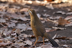 ガビチョウ