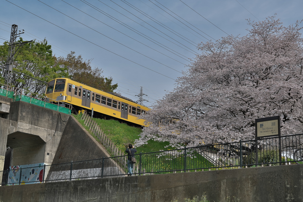 桜電車Ⅰ