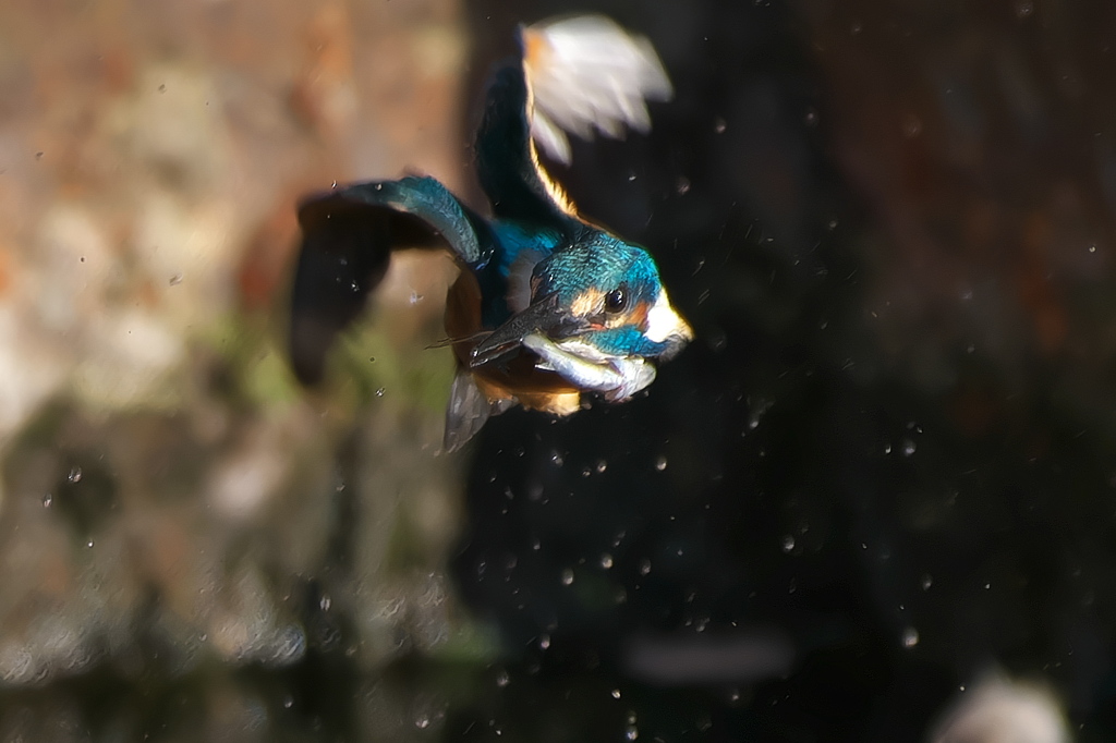 カワセミ真正面