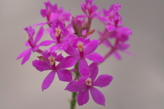 エピデンドラム