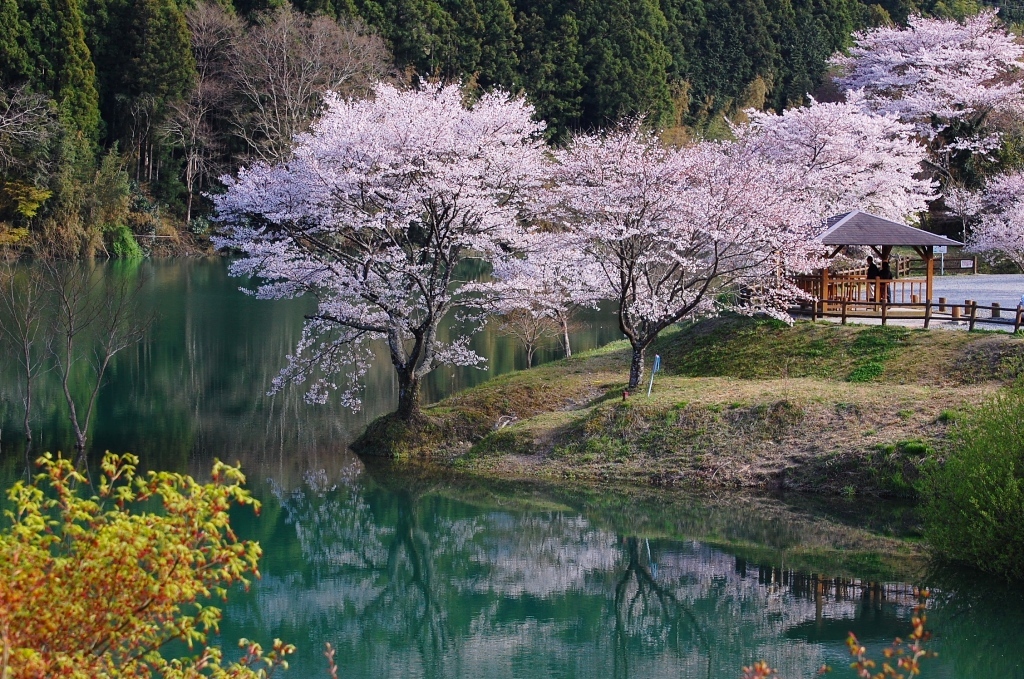 桜の里公園