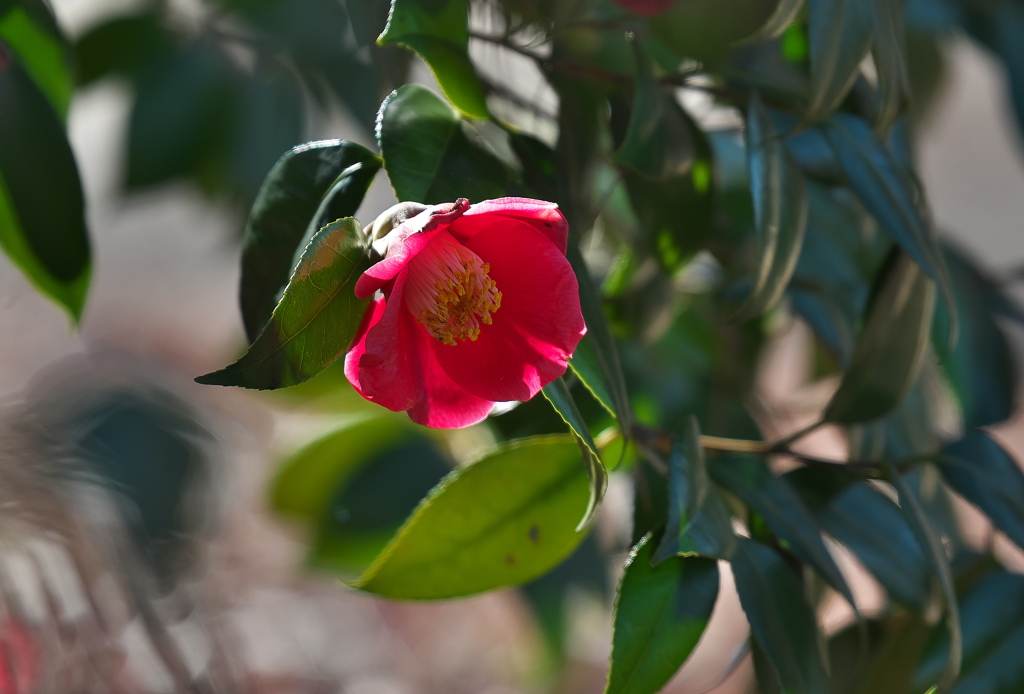 山茶花