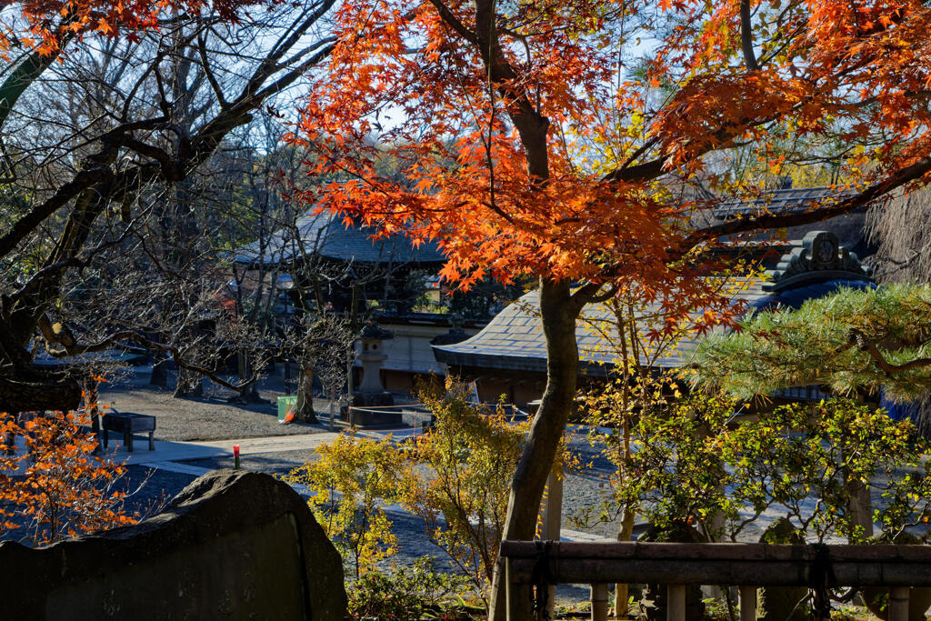 深大寺紅葉１