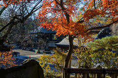 深大寺紅葉１