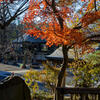 深大寺紅葉１