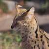 サーバル
