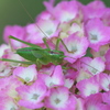 アジサイに虫