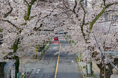 桜通り2