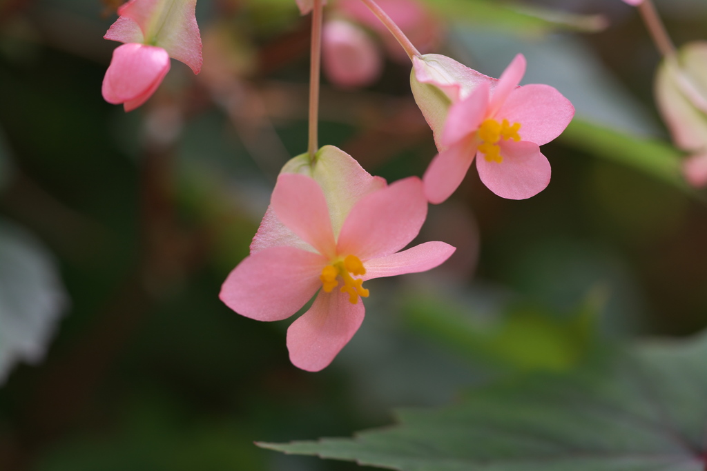 神代植物公園にて４