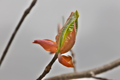 朴ノ木の新芽