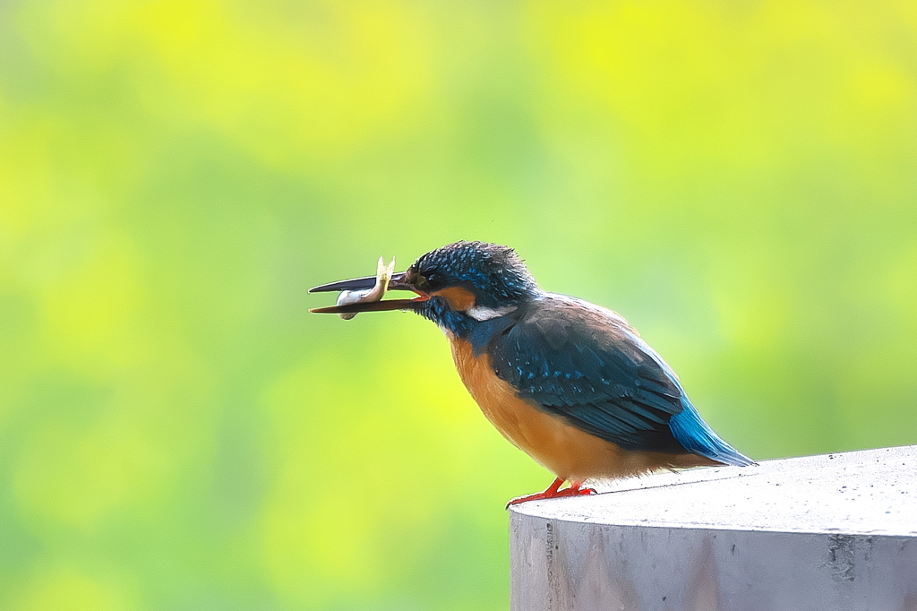 カワセミ