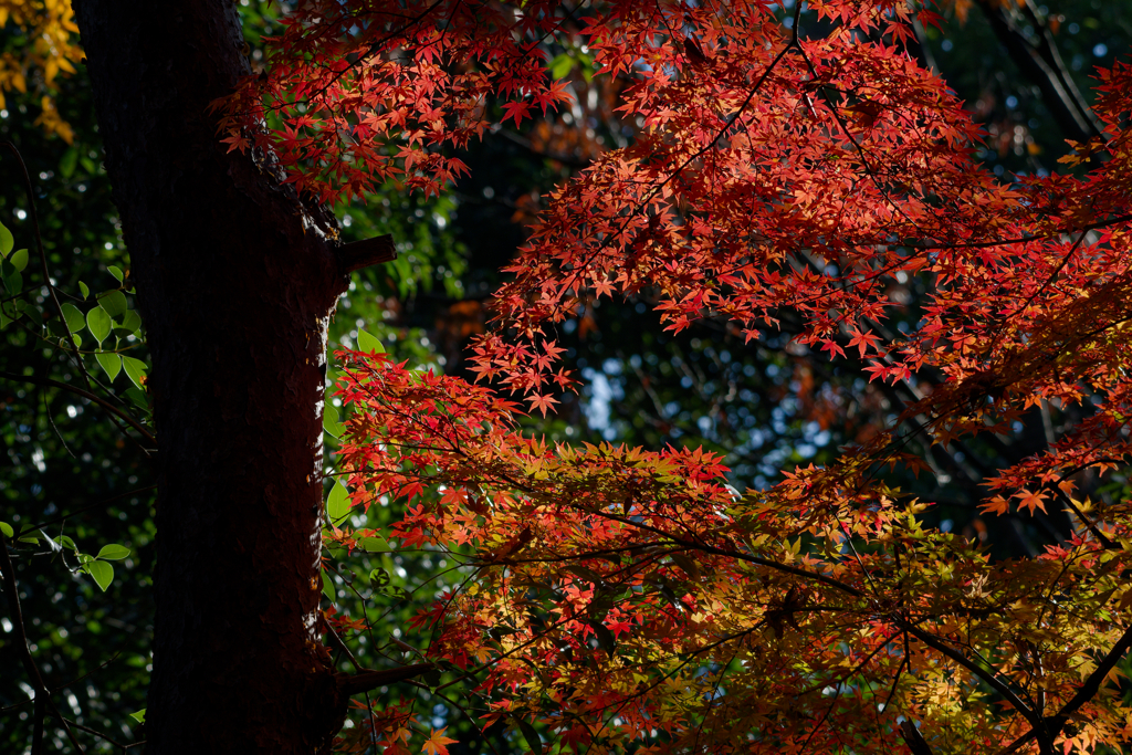 紅葉