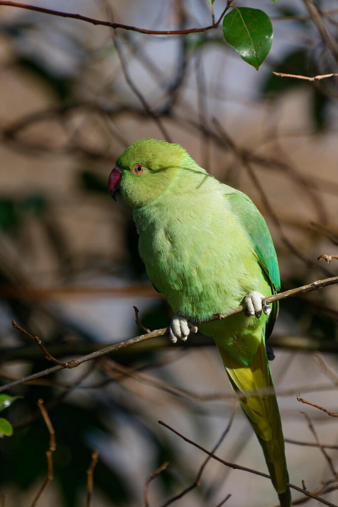 ワカケホンセイインコ