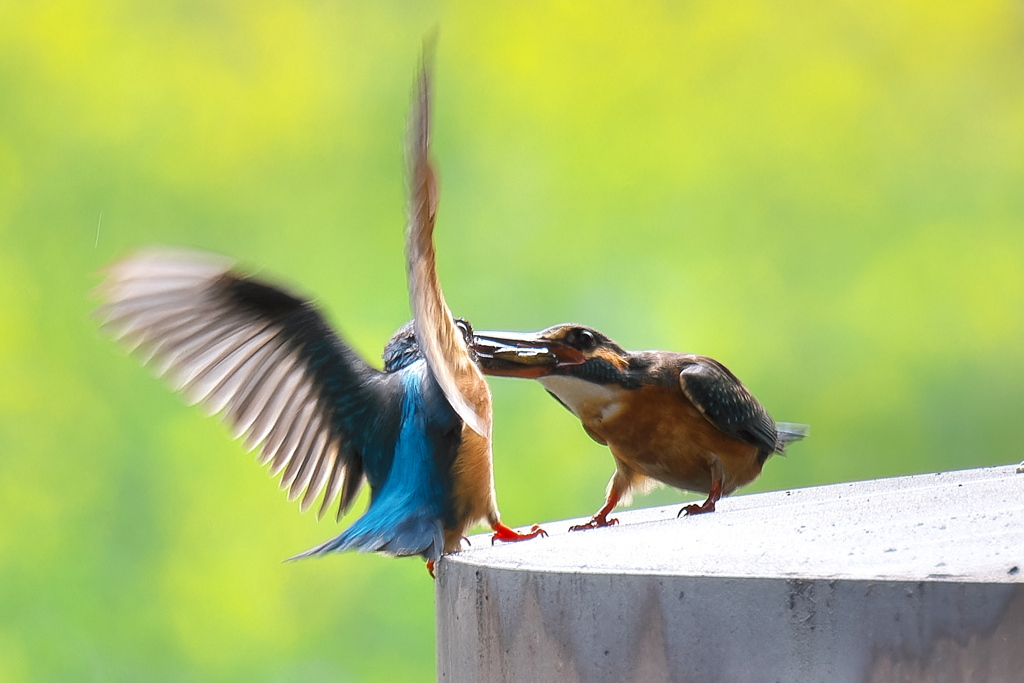 カワセミ