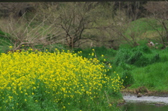 菜の花の散歩道
