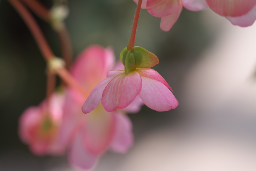 神代植物公園にて６