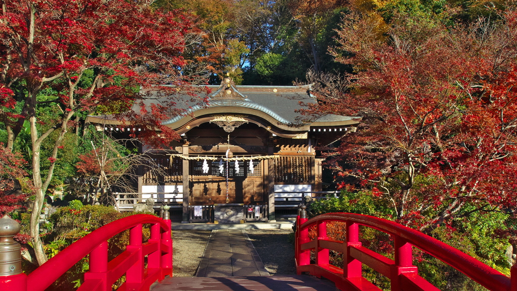 貫井神社 紅葉