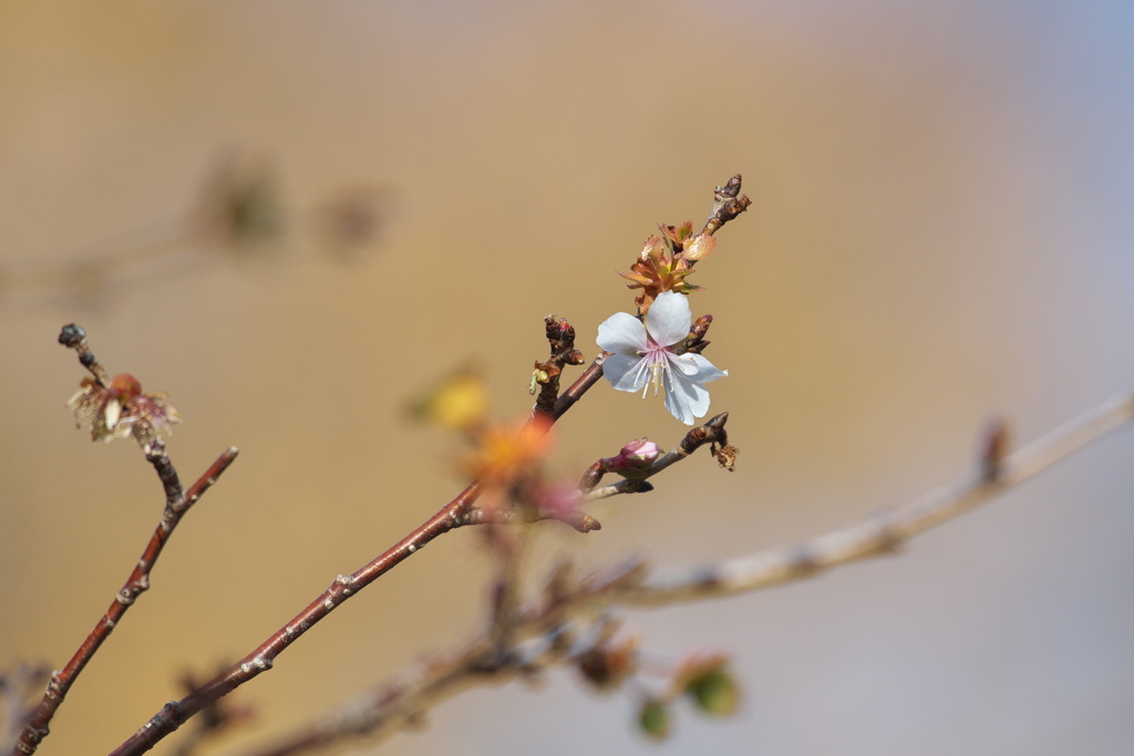 冬桜