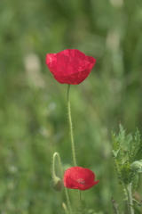 ポピー２