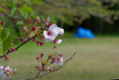 遅い桜