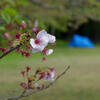 遅い桜