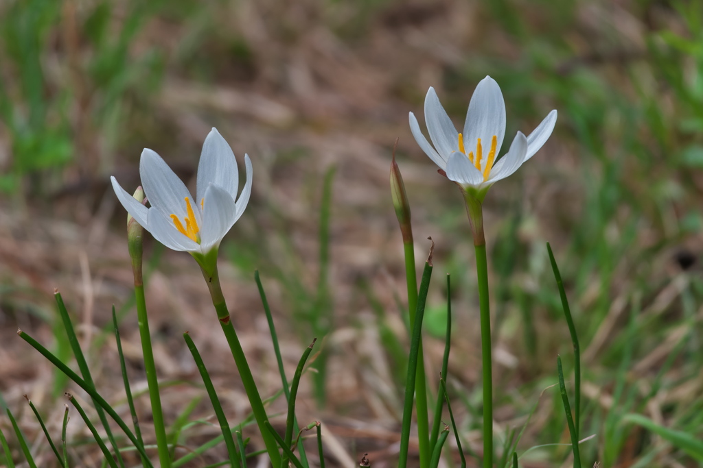 ゼフィランサス