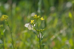 モンシロチョウ