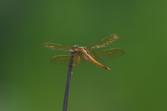 ナツアカネ