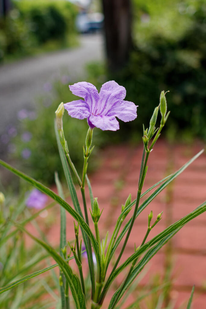 ムラサキルエリア