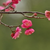 梅