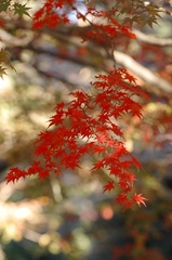 近所のもみじⅡ