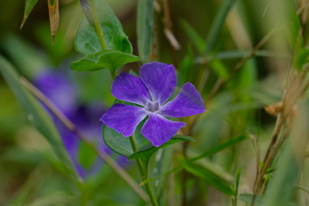 ツルニチニチソウ