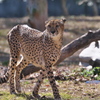 チーター