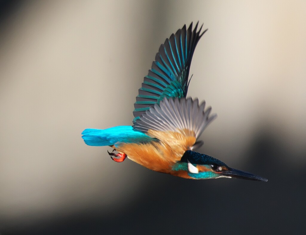 カワセミ飛んだ