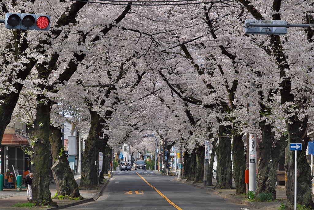 桜トンネル