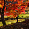 紅葉撮影