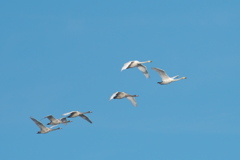 白鳥飛来