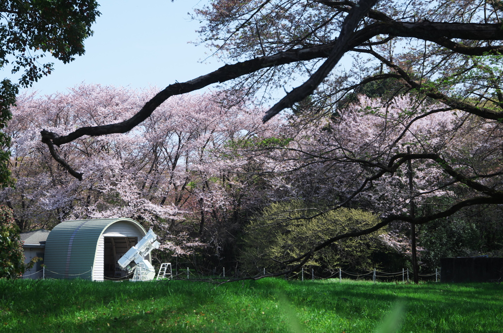 国立天文台の桜