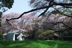 国立天文台の桜