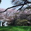 国立天文台の桜
