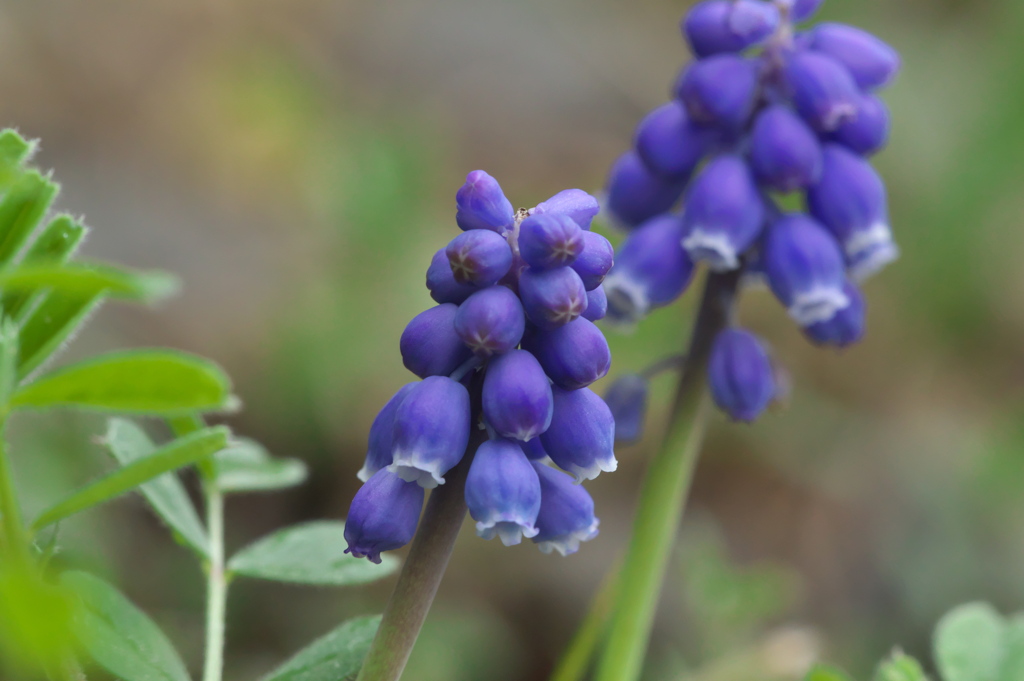 ブドウムスカリ