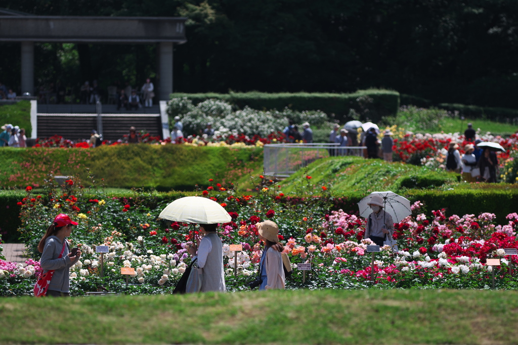 神代植物公園(バラ園)