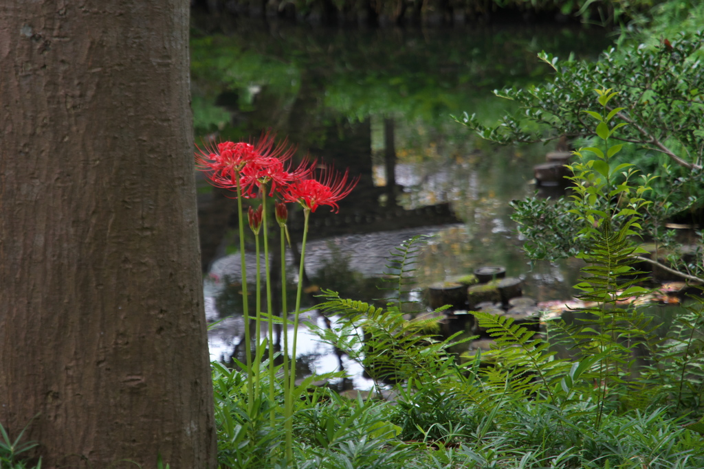 亀島弁財天池（深大寺）