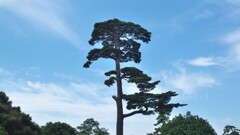 背の高い松の木