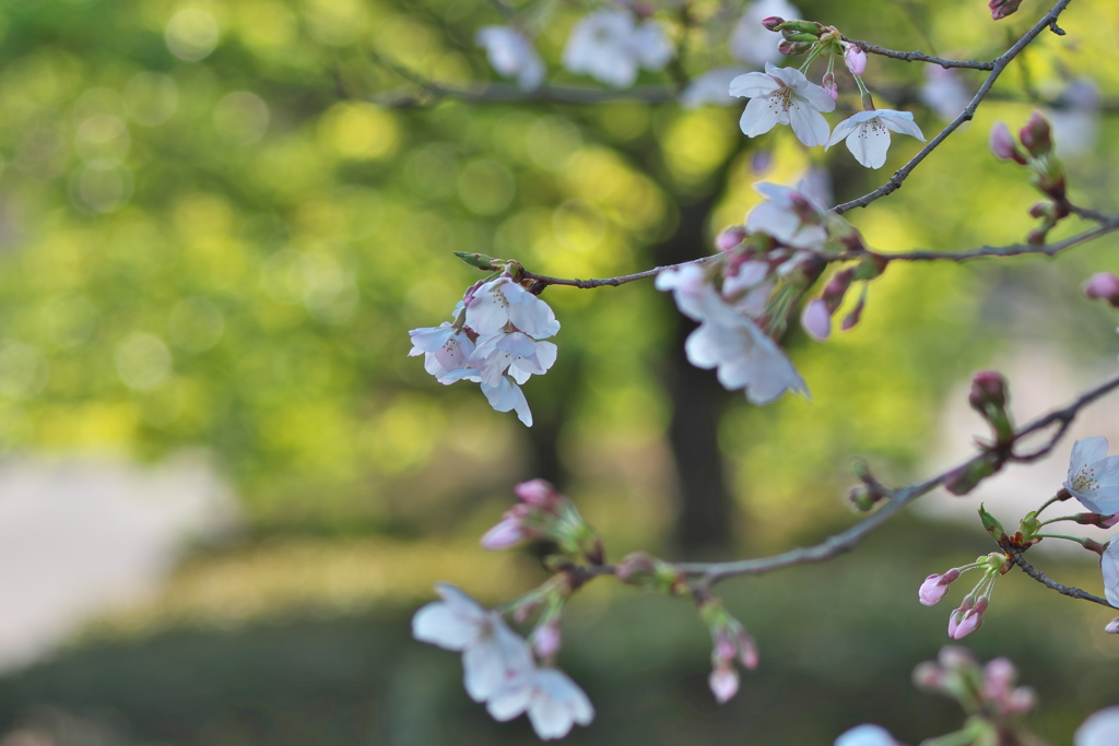 桜