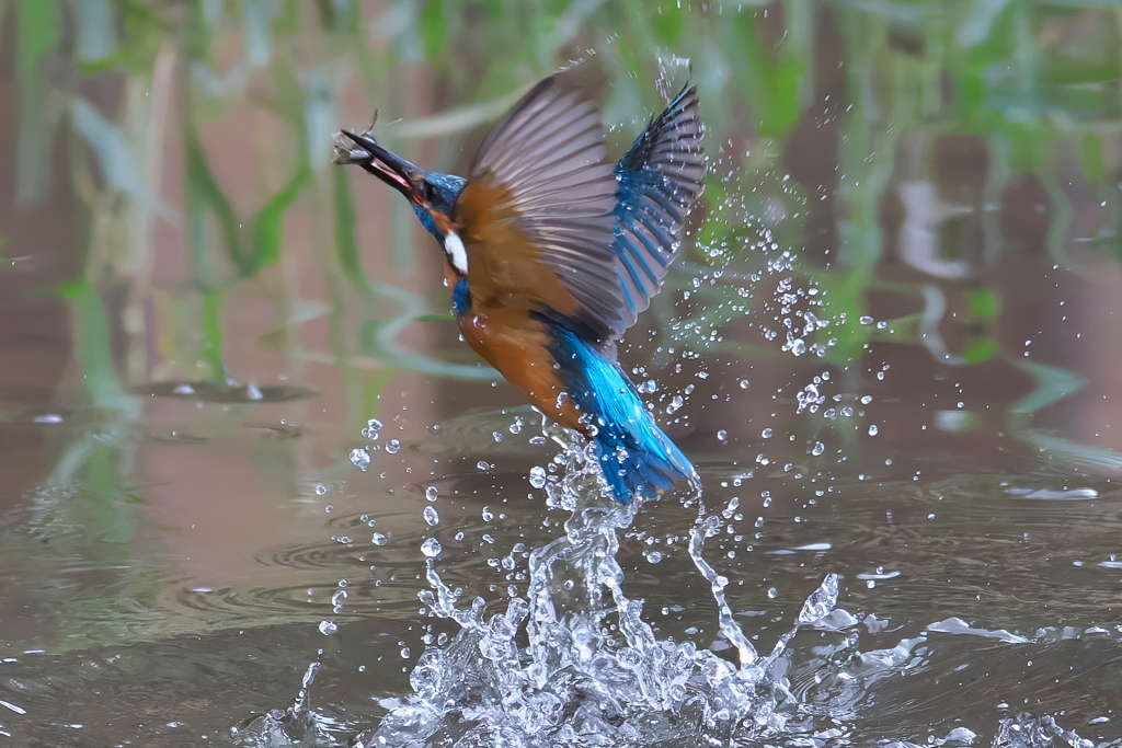 カワセミ