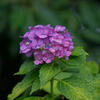 アジサイ