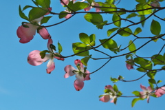 ハナミズキ（快晴の空）