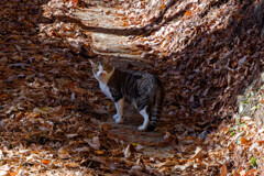 安宮神社 猫の出迎え