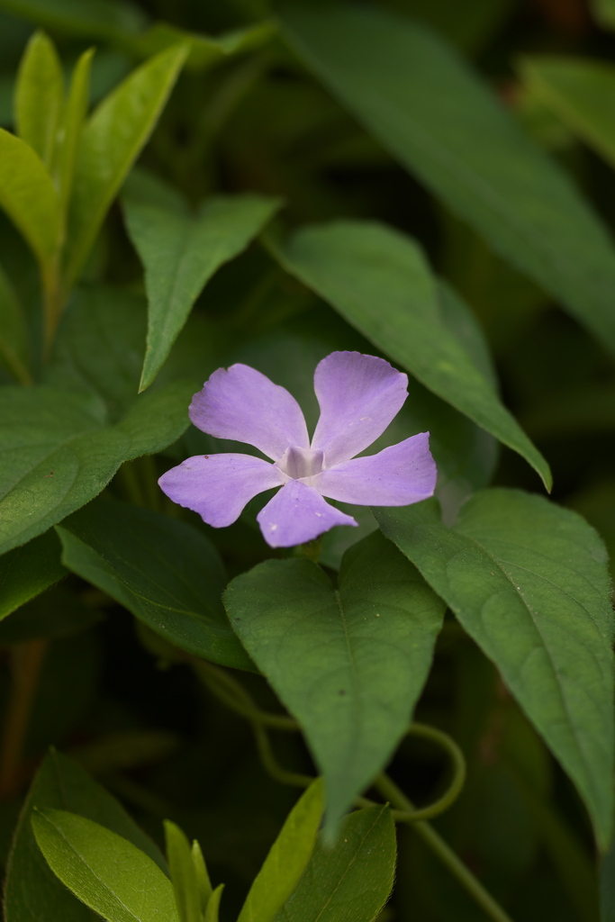 ツルニチニチソウ